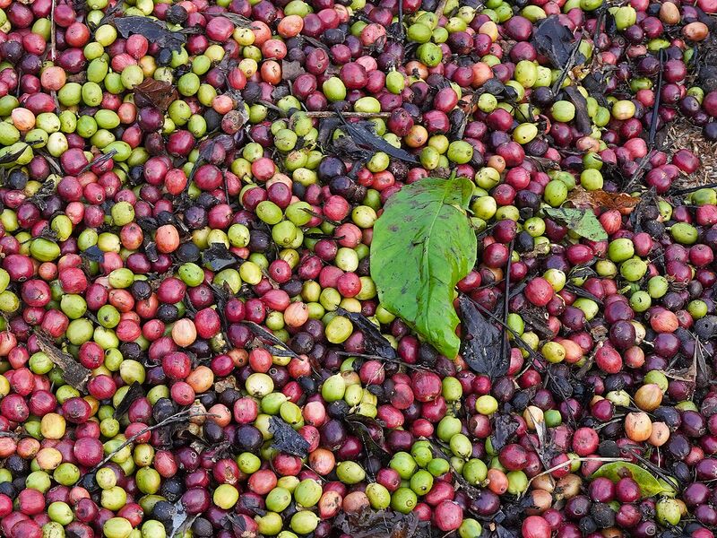 Kopi Robusta Kampar 250gr