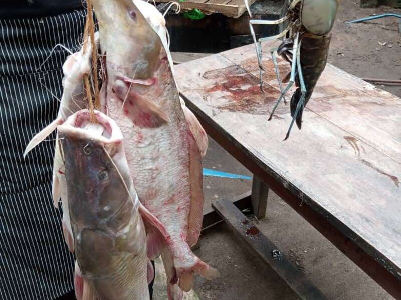 Ikan Baung Segar Beku 1kg